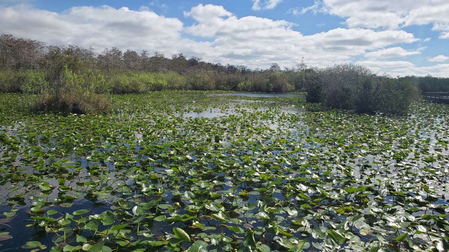 Anhinga Trail 